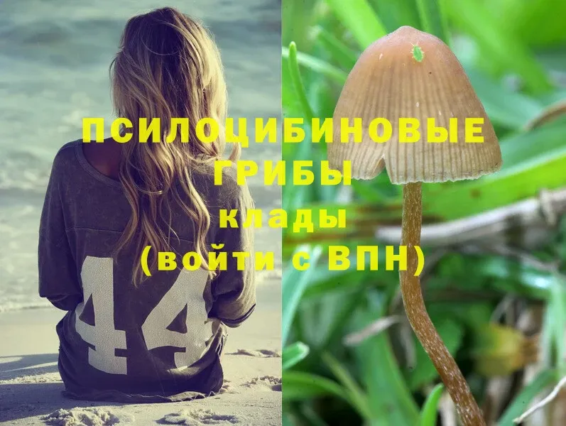 hydra маркетплейс  Кыштым  Псилоцибиновые грибы Psilocybine cubensis 